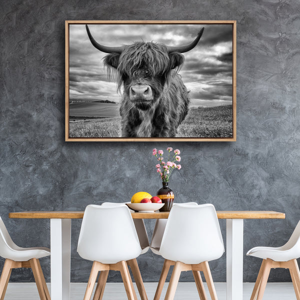 Stormy the Highland Cow