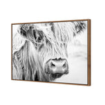 Henrietta the Highland Cow
