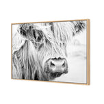 Henrietta the Highland Cow