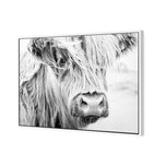 Henrietta the Highland Cow
