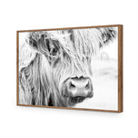 Henrietta the Highland Cow
