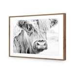 Henrietta the Highland Cow