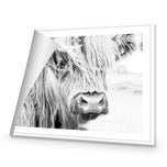 Henrietta the Highland Cow