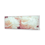 White Peony
