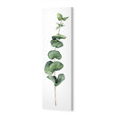 Fragrant Herb 2