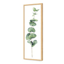 Fragrant Herb 2