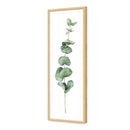 Fragrant Herb 2