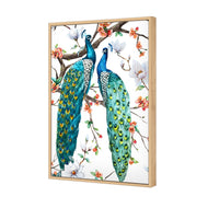 Floor Stock-Peacock Magic