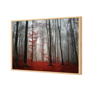 Scarlet Forest