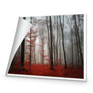 Scarlet Forest