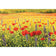 Poppy Impressionism