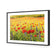 Poppy Impressionism