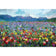 Forever Flowers