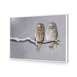 Ural Owl Pair