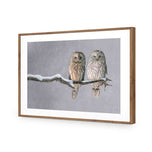 Ural Owl Pair