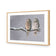 Ural Owl Pair