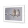 Ural Owl Pair