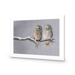 Ural Owl Pair