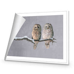 Ural Owl Pair