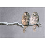 Ural Owl Pair