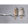 Ural Owl Pair