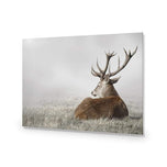 Stag in Lightness