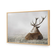 Stag in Lightness