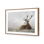 Stag in Lightness