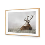 Stag in Lightness