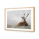 Stag in Lightness