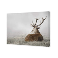 Stag in Lightness