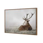 Stag in Lightness