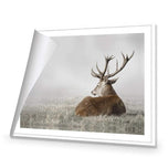 Stag in Lightness