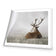 Stag in Lightness