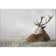Stag in Lightness