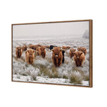 Herd of Highlanders
