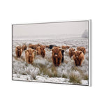 Herd of Highlanders