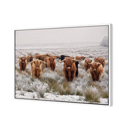 Herd of Highlanders