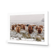 Herd of Highlanders