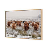Herd of Highlanders (shelved)