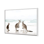 Roo Holiday (stock)