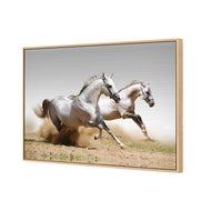 Stallions in the Dust