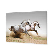 Stallions in the Dust
