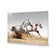 Stallions in the Dust