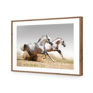 Stallions in the Dust