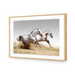 Stallions in the Dust