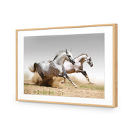 Stallions in the Dust