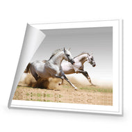 Stallions in the Dust