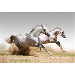 Stallions in the Dust