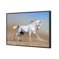 White Arabian Horse